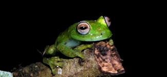 Image of a green frog