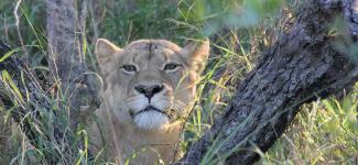 Photo of a lion
