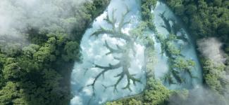 Shape of lungs in forest (photo: Petmal/iStock)