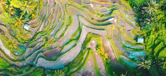 Mountain with plants